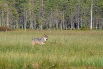 Wolf in the forest