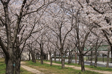 Obraz premium 兵庫県芦屋市宮川沿いの公園に咲く満開の桜並木