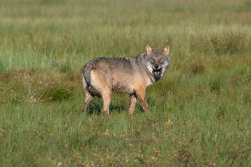 Fototapeta premium Wolf in the forest