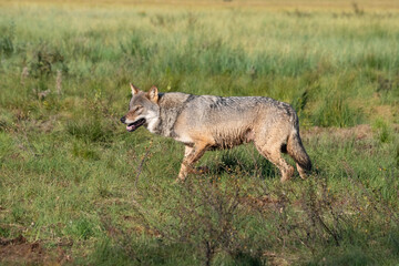 Wolf in the forest