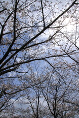 満開の桜の花の間から見える春の太陽と雲