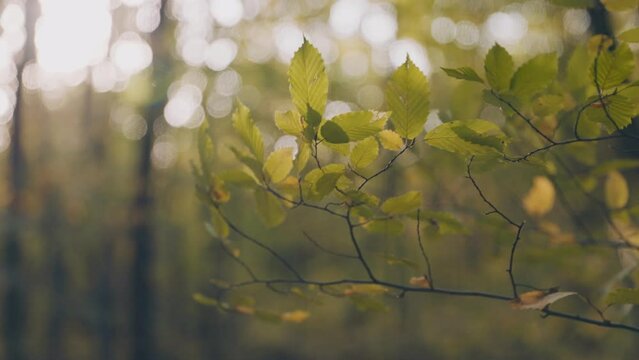 branch with yellowed branches close-up