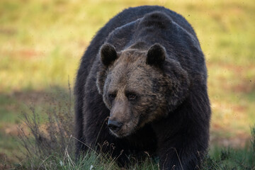 Brown bear on the forest