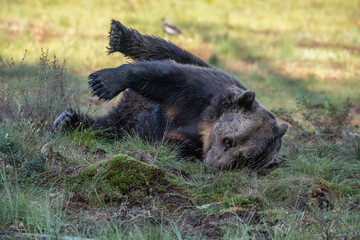 Brown bear on the forest
