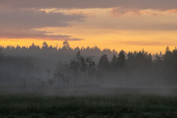Boreal forest landscape