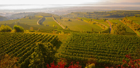 weinberge Reben