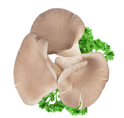 Fototapeta premium Oyster mushrooms isolated on white background with full depth of field. Top view. Flat lay