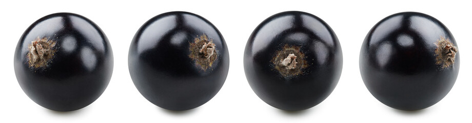 Black currant collection isolated