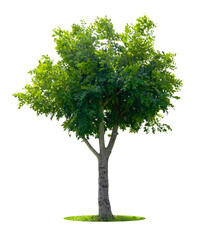 The Tropical tree isolated on white background, Save clipping path.