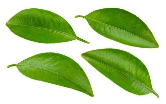 Green leaf collection isolated