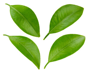 Green leaves isolated on white