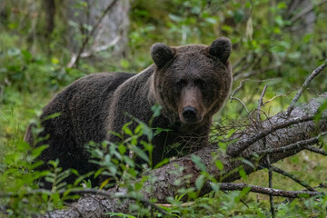 Brown bear on the forest