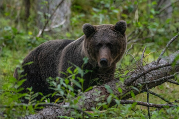Obraz premium Brown bear on the forest