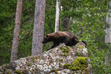 Wolverine in the forest