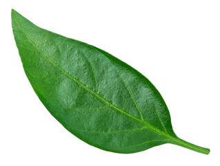 Pepper leaf closeup isolated