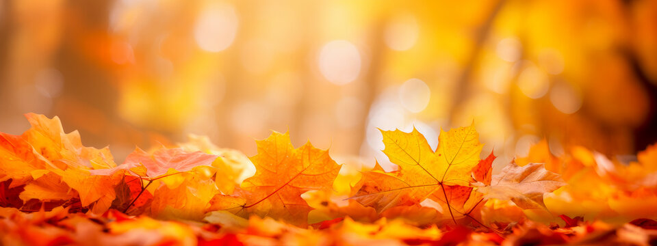selective focus of orange maple leafs on the forest floor in autumn - autumn background