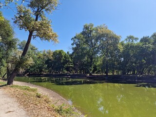 trees grow in the central park of the city