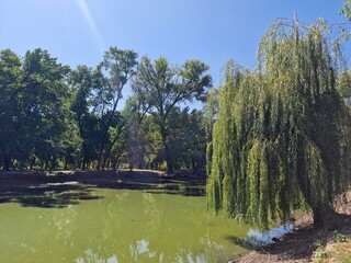 trees grow in the central park of the city