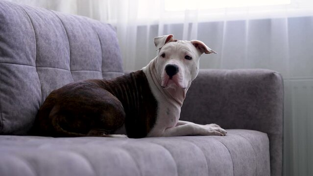 American Staffordshire Terrier lies on the sofa. Someone has come and he runs to greet you at the door. 