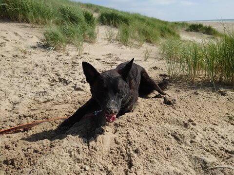 Hollandse Herdershond in Egmond aan Zee, Netherlands