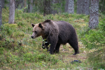 Brown bear in the forest