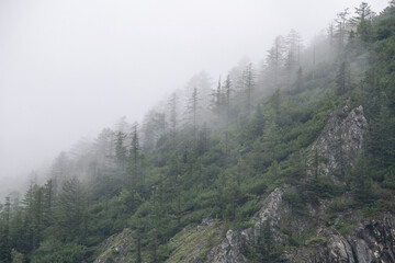 Obraz premium Boreal forest landscape