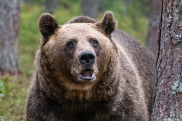 Fototapeta premium Brown bear in the forest