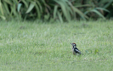 pic épeiche dans un près, au petit matin