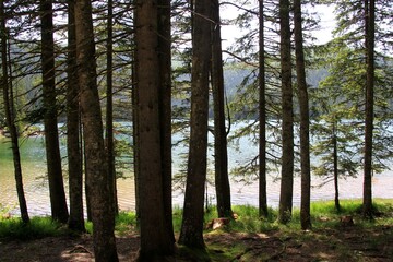 Black Lake, Durmitor National Park during sunny summer day, Zabljak, Montenegro