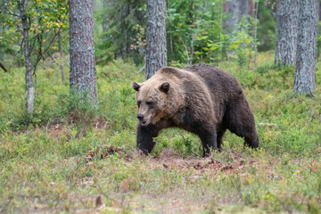 Brown bear in the forest