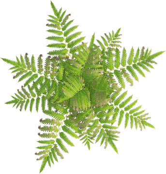 Top view of fern plant