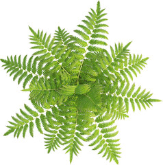 Top view of fern plant © Matheus