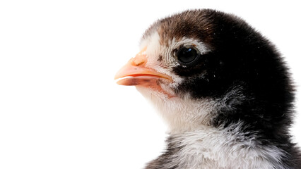 Newborn baby chick on a white background