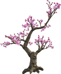 Side view of Bonsai Tree