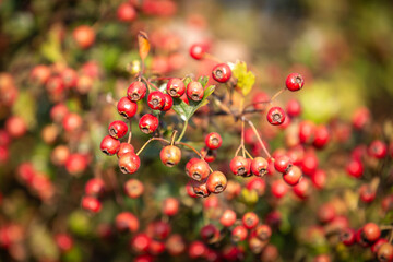 An abundance of hawthorn berries on a sunny September evening, with a shallow depth of field