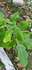 Obraz premium leaves in the garden
