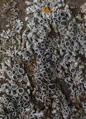 black mold fungus texture, flat lay