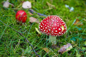 Red fly agarics with white dots on a green forest lawn