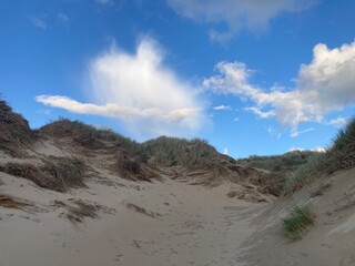 Dune grasses in the sand at the north sea