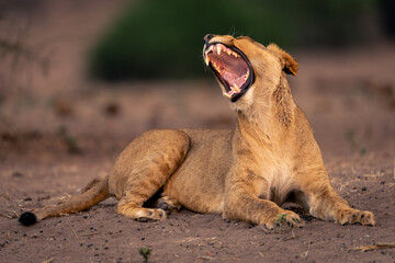 Lioness lies on sandy ground yawning widely