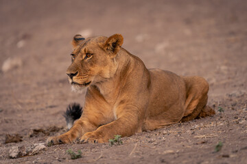 Lioness lies on sandy slope looking ahead