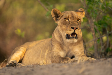 Lioness lies with open mouth in bushes