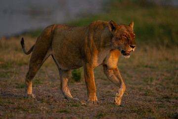 Lioness with catchlight crosses floodplain lifting foot