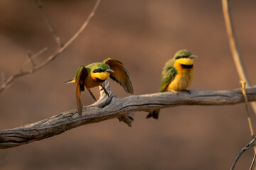 Little bee-eater flies past another on branch