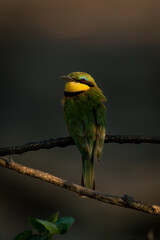 Little bee-eater looks back from muddy branch