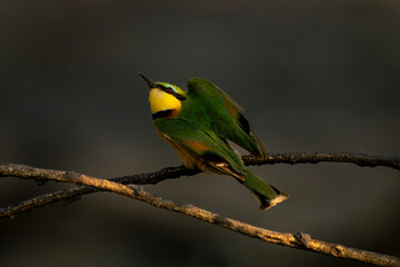 Little bee-eater looks up from curved branch