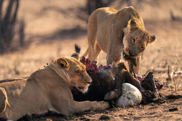 Fototapeta premium Lioness stands feeding on buffalo with another