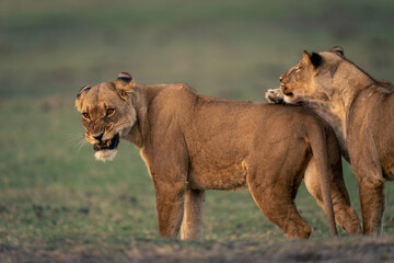 Lioness stands snarling at another on grass