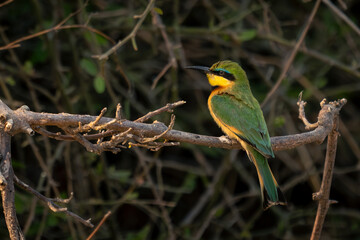 Little bee-eater on thin branch near bushes