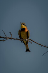Little bee-eater looks up from thorny branch